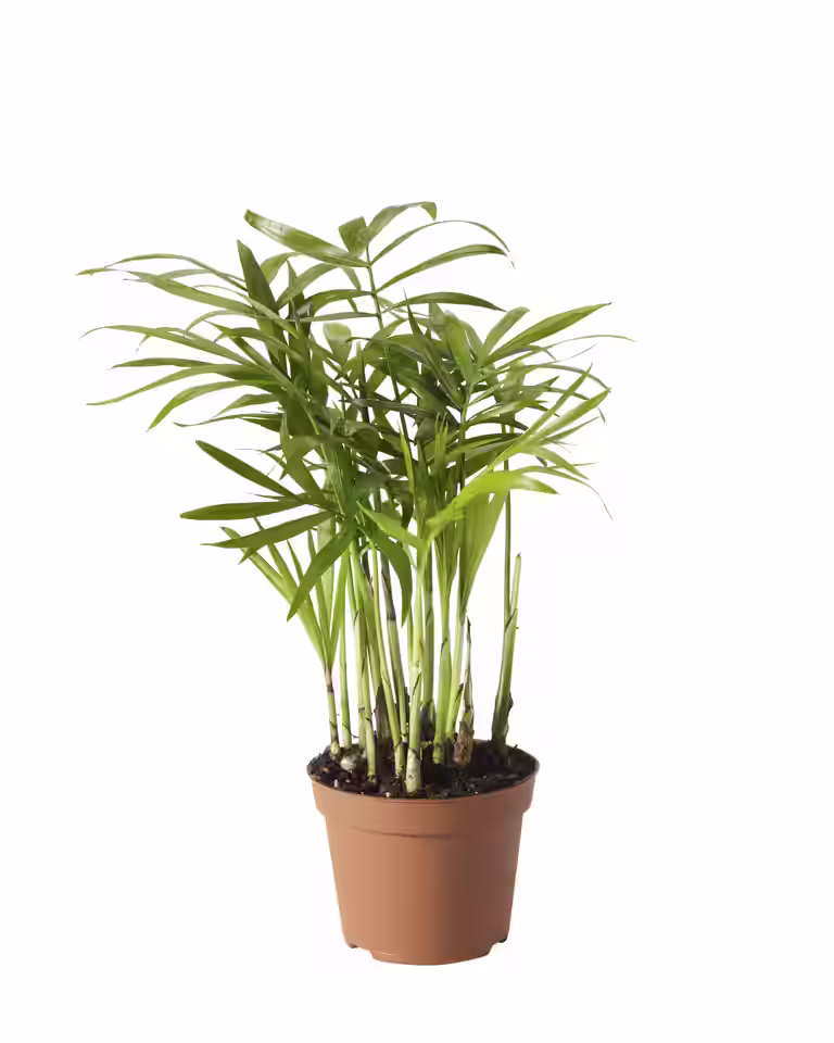 Bergpalm mini