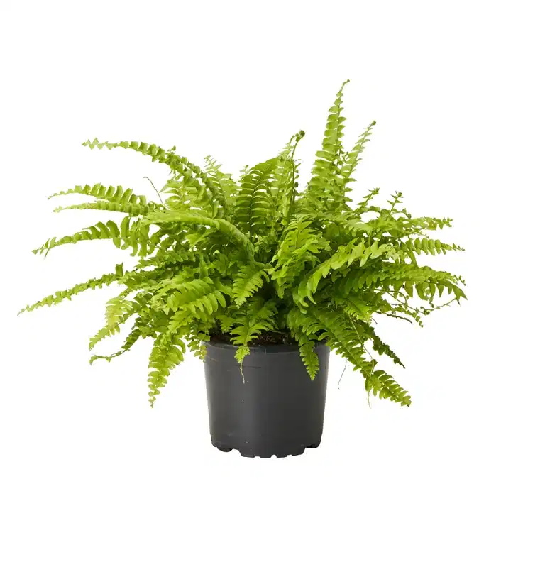 Spjutbräken 'Green Lady'