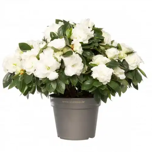 Rhododendron simsii 'Aiko White' 12 cm