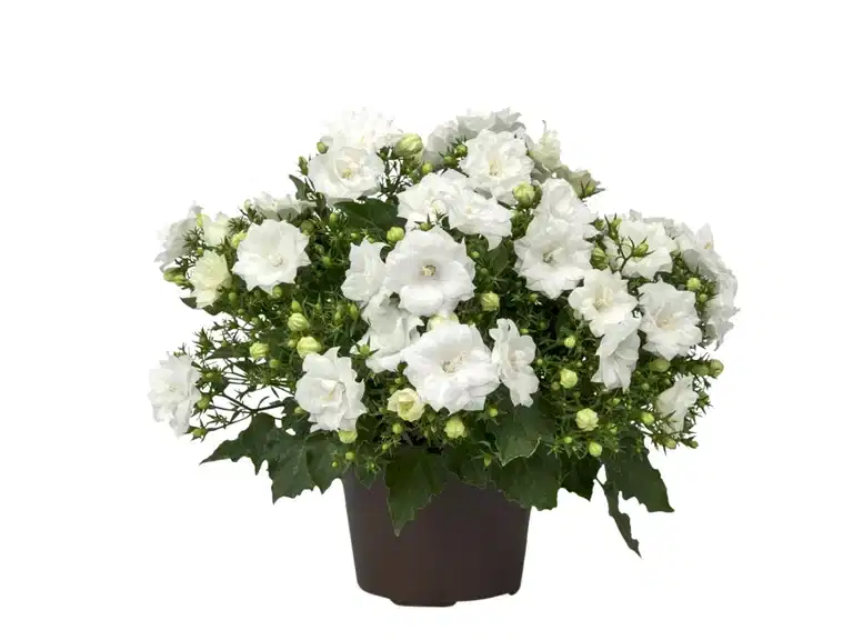 Campanula 'Like MEE' White 10,5 cm