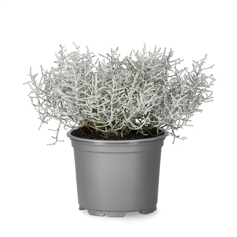Leucophyta brownii 10,5 cm