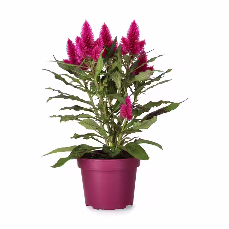 Plymört 'Deep purple'