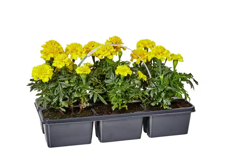 Tagetes