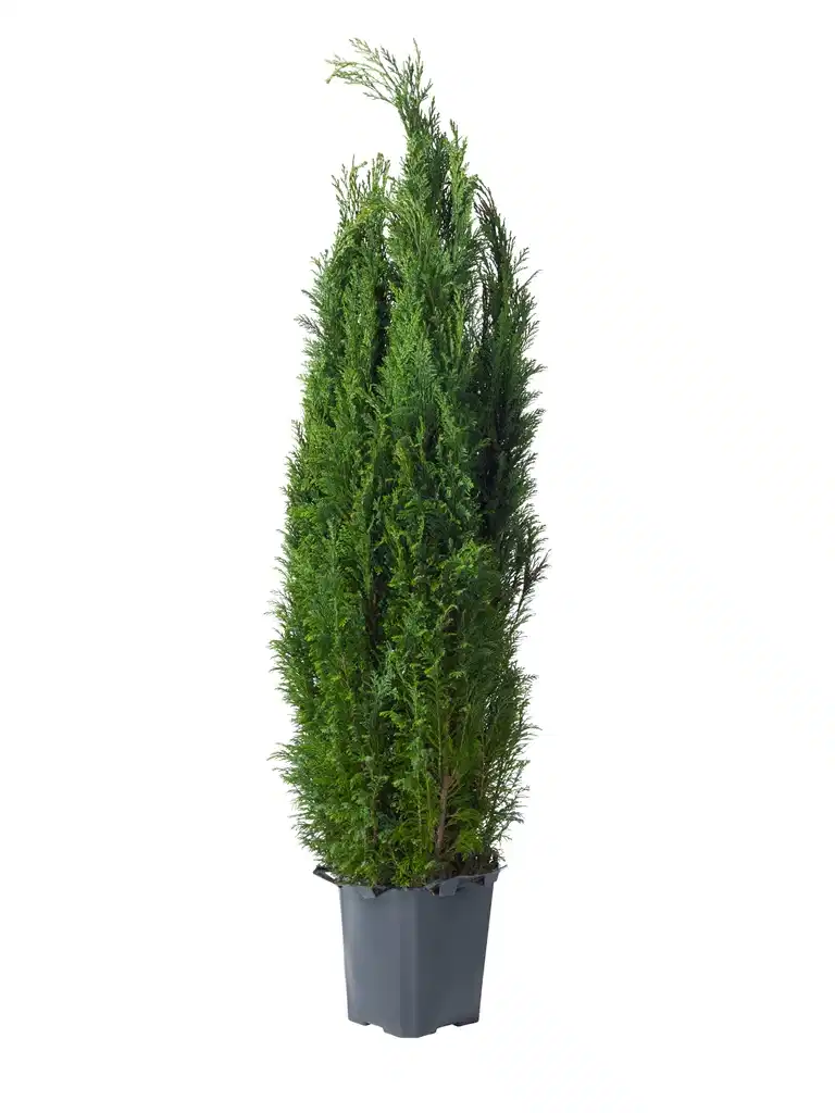 Ädelcypress 'Ellwoodii'