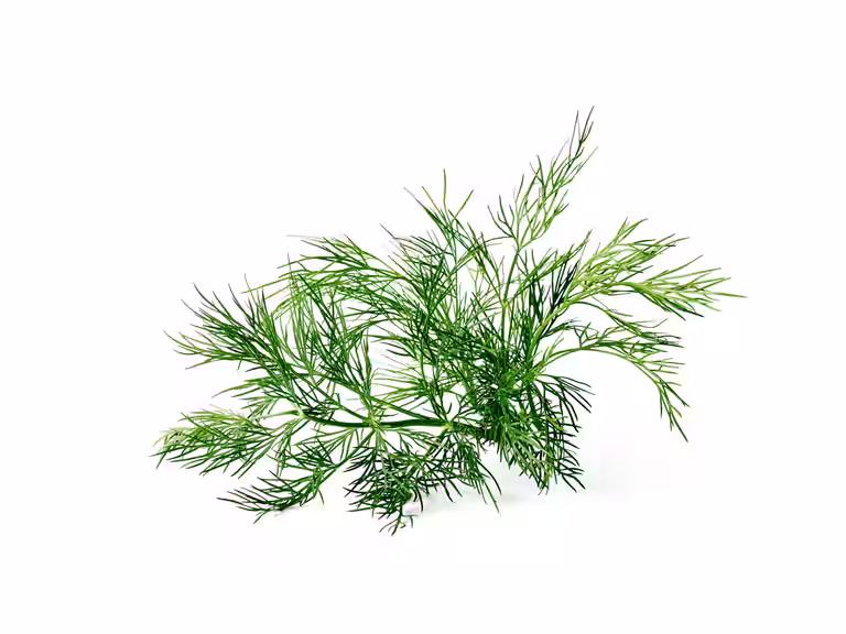 Dill KRAV