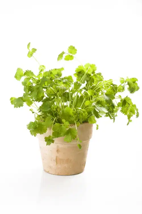 Coriandrum sativum KRAV 10,5 cm