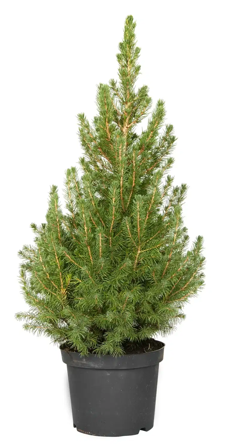 Picea glauca 'Conica' 19 cm