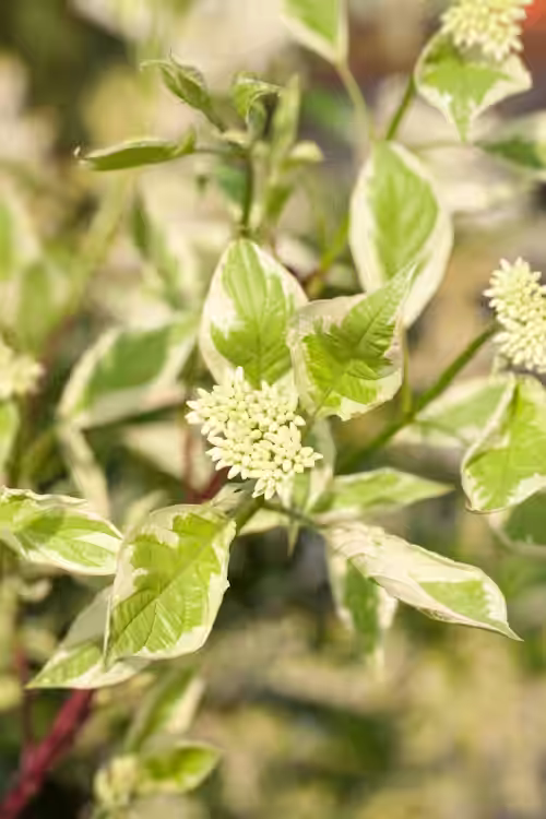 Rysk kornell 'Elegantissima'