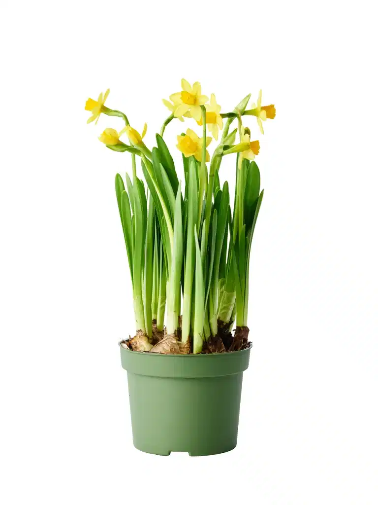 Narcissus 'Tete a Tete' 12 cm