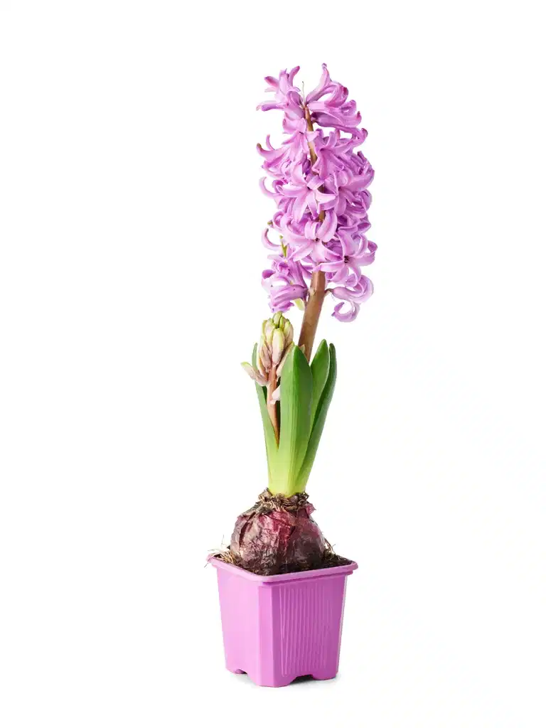 Hyacinthus 17+ Purple 7 cm