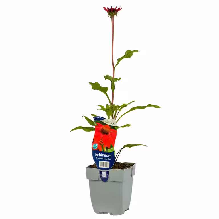 Solhatt SOMBRERO SALSA RED