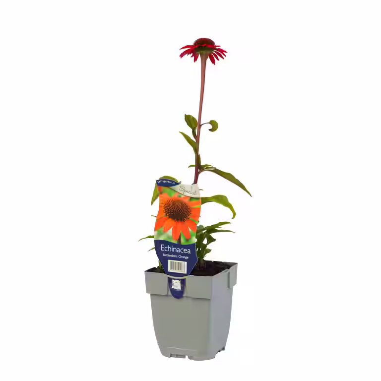 Solhatt SUNSEEKERS ORANGE