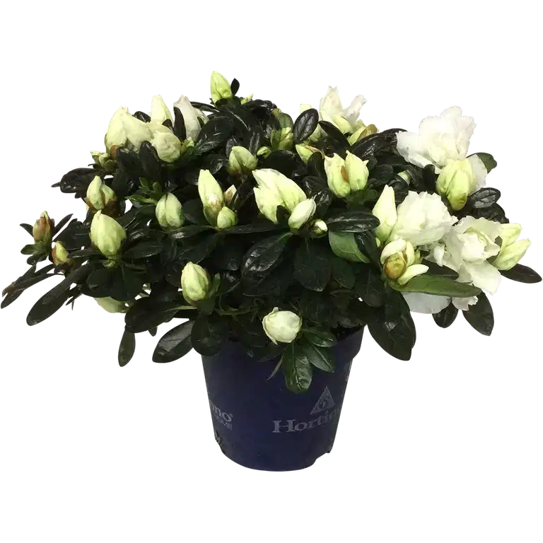 Rhododendron simsii 'Christine Matton' 12 cm