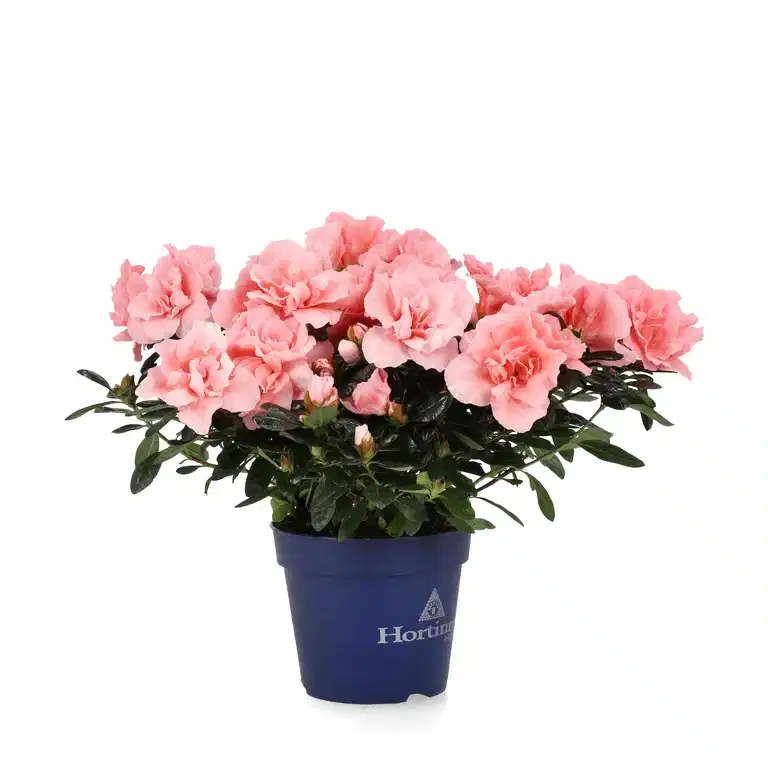 Rhododendron simsii 'Christine Belli' 12 cm