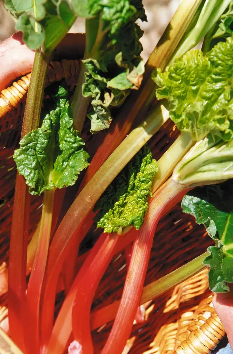 Rabarber 'Elmsblitz'