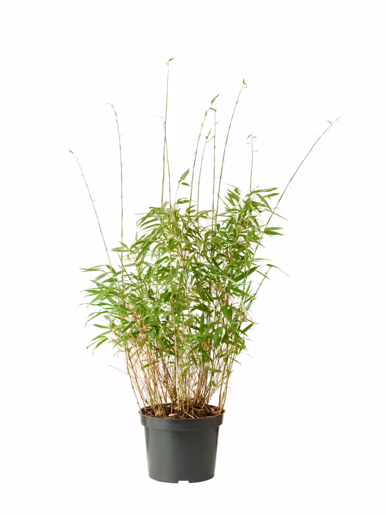 Fargesia rufa 60-80 23cm