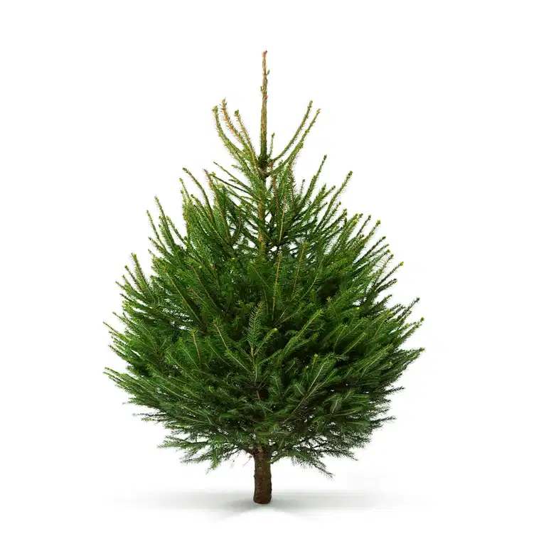 Picea abies 120-170 cm