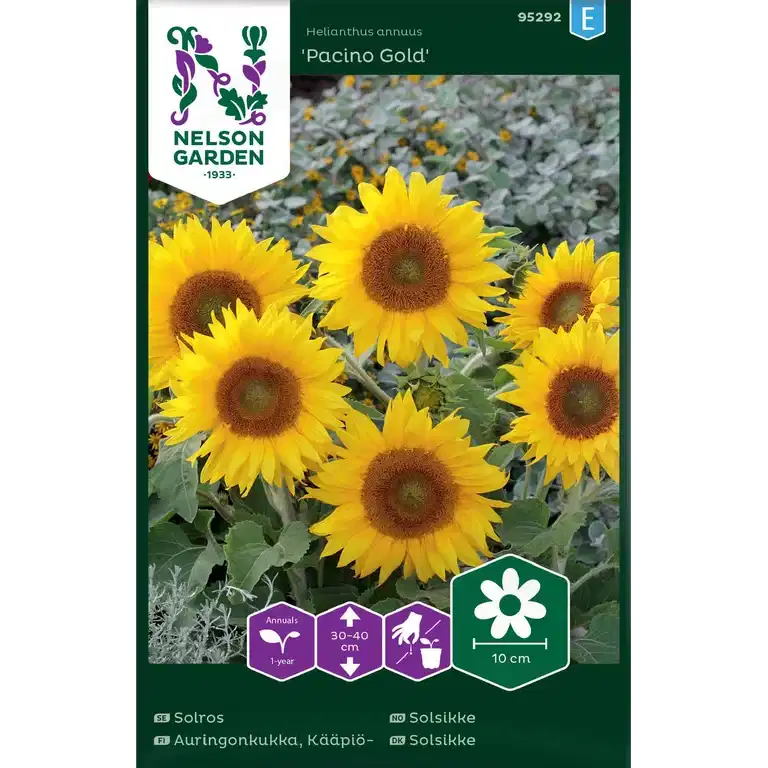 Solros 'Pacino Gold'