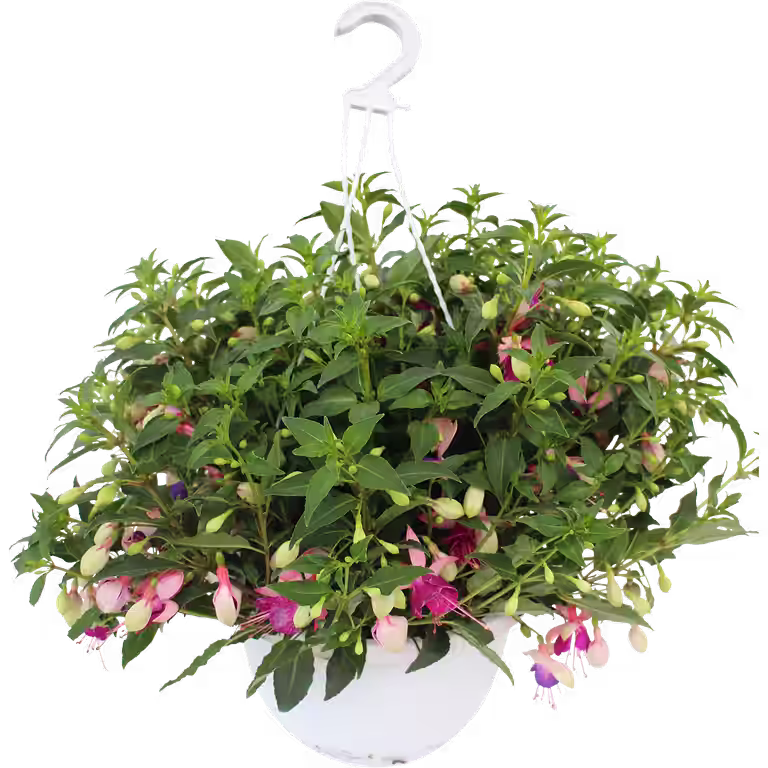 Fuchsia i ampel