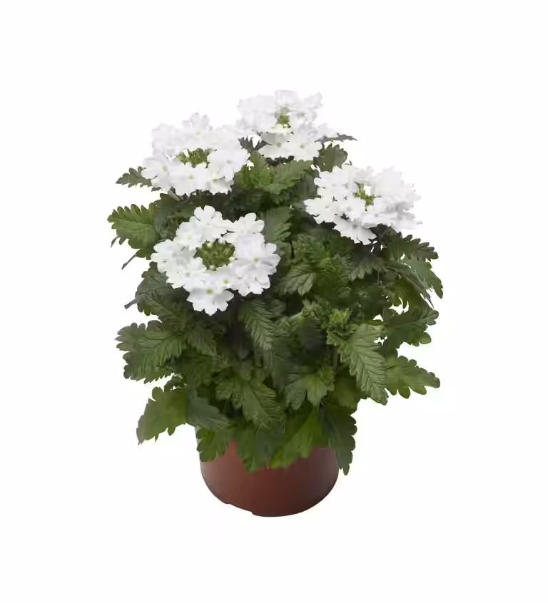 Trädgårdsverbena