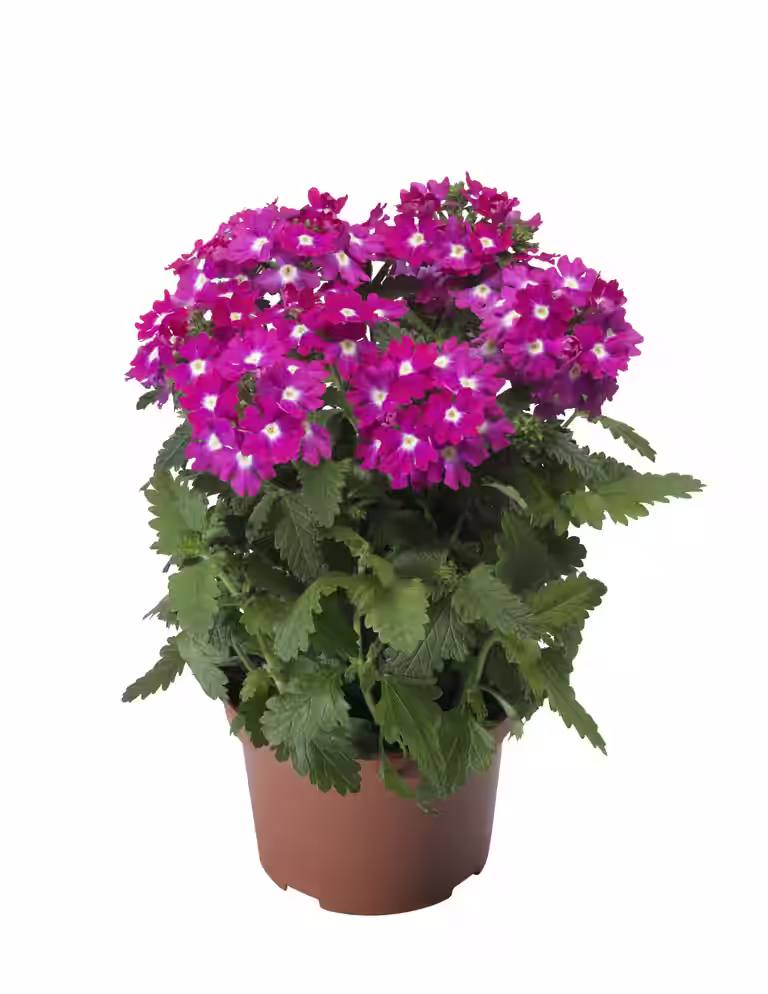 Trädgårdsverbena