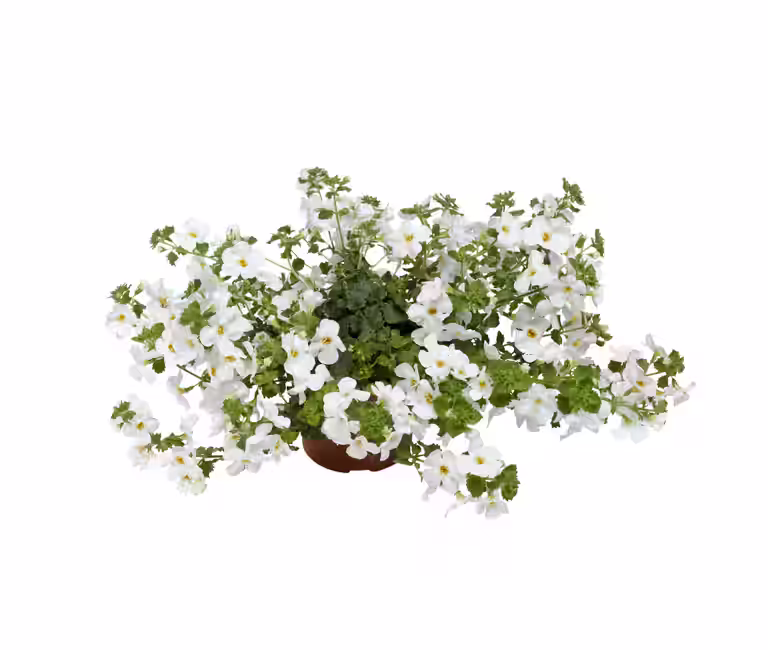 Snöflinga