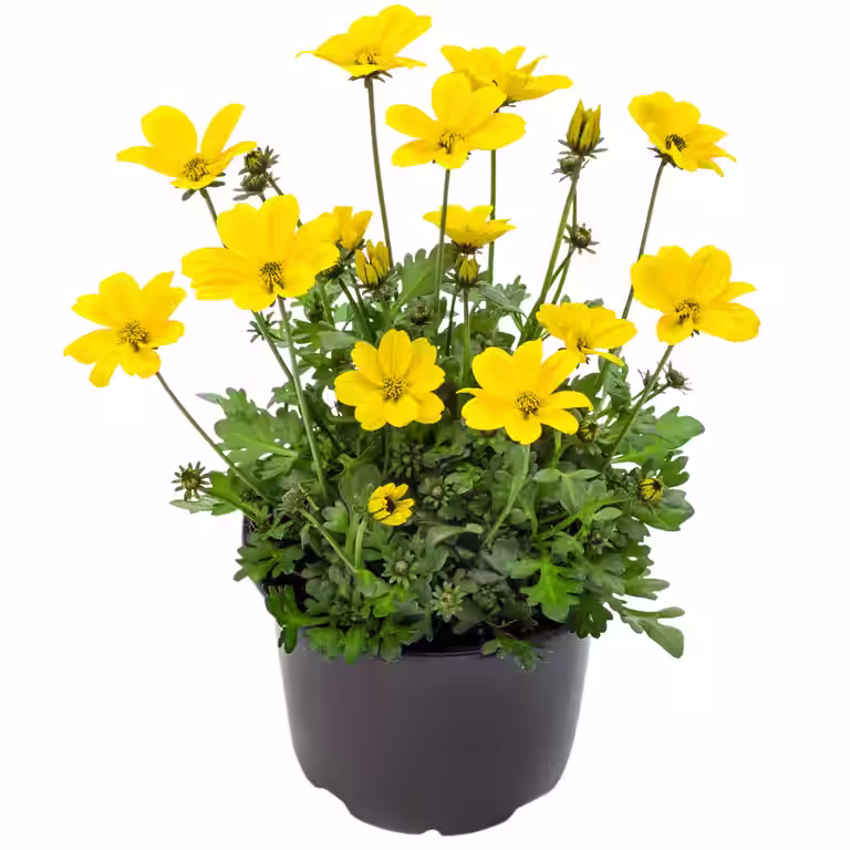 Ampelskära 'Golden Empire'