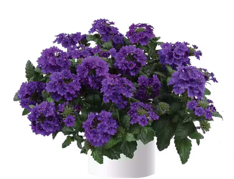 Trädgårdsverbena