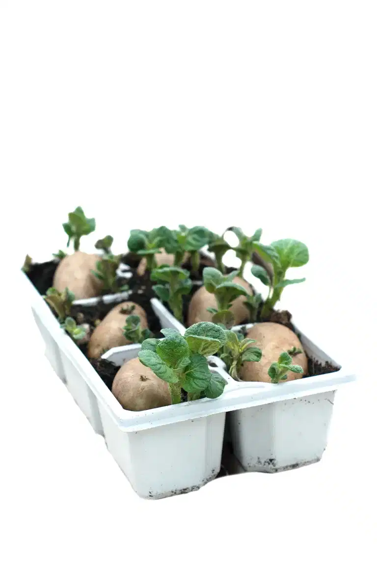 Solanum 'Amadine' 6-pack