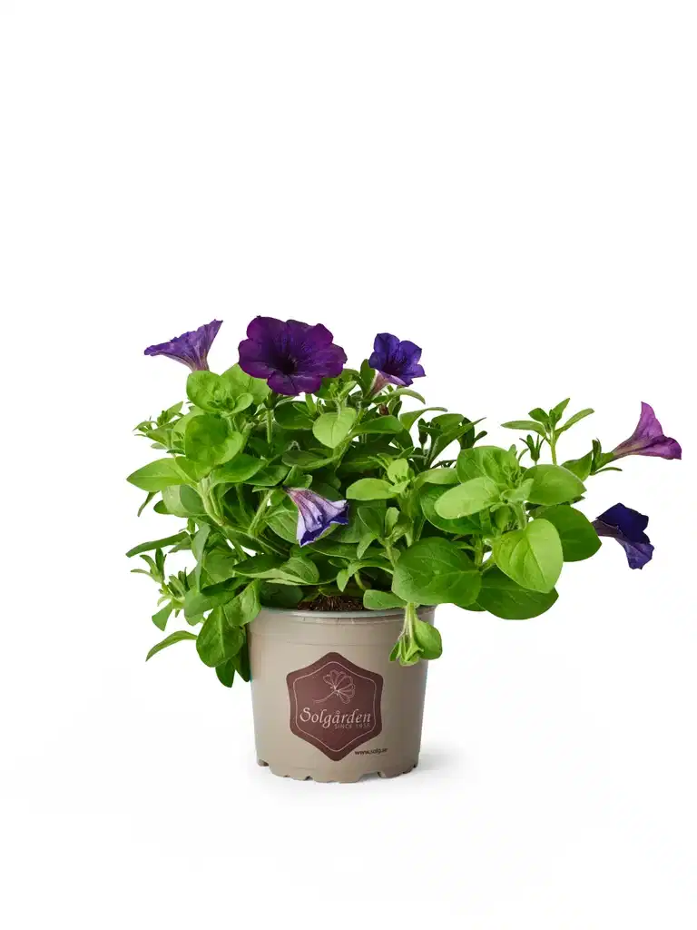 Petunia