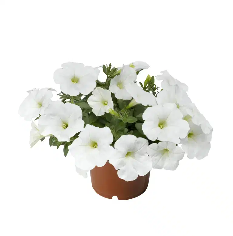 Petunia h. White 12 cm