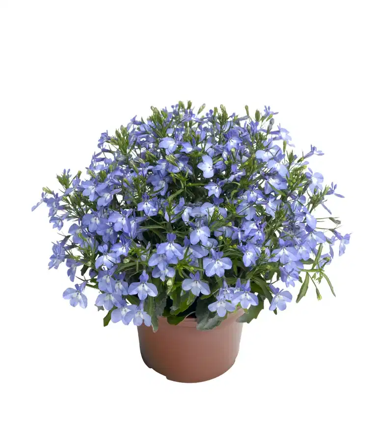Hängobelia 'Dark Blue'