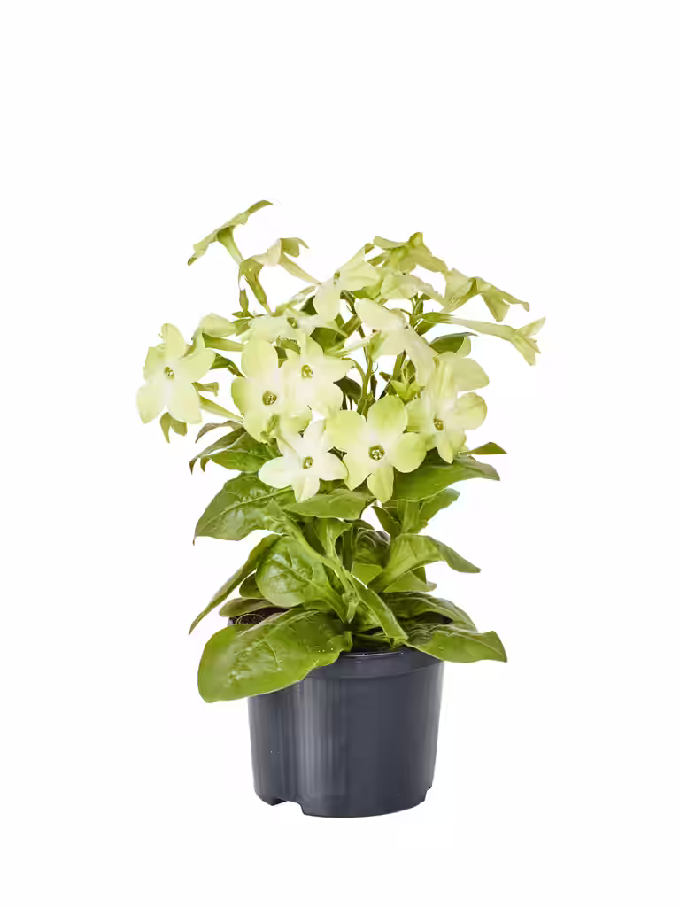 Stor blomstertobak