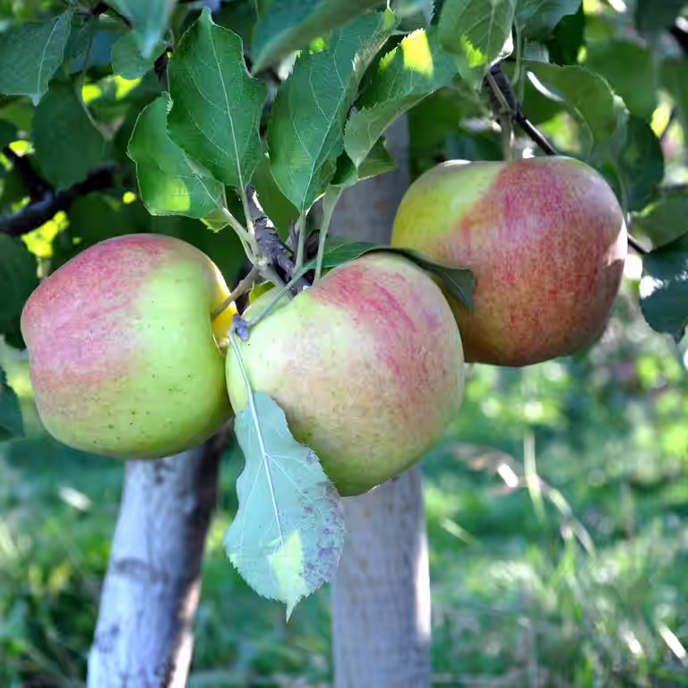 Äpple 'Filippa' A2
