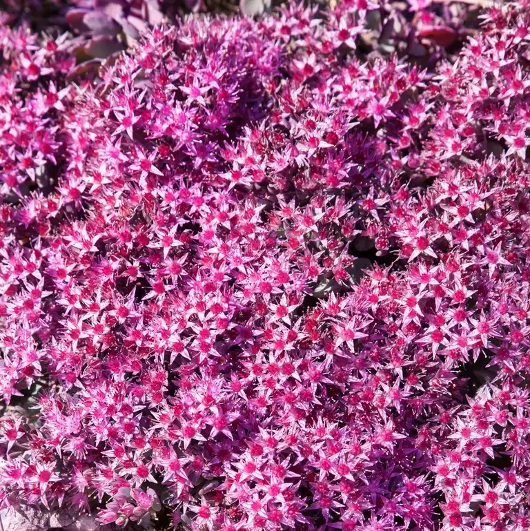 Japansk kärleksört