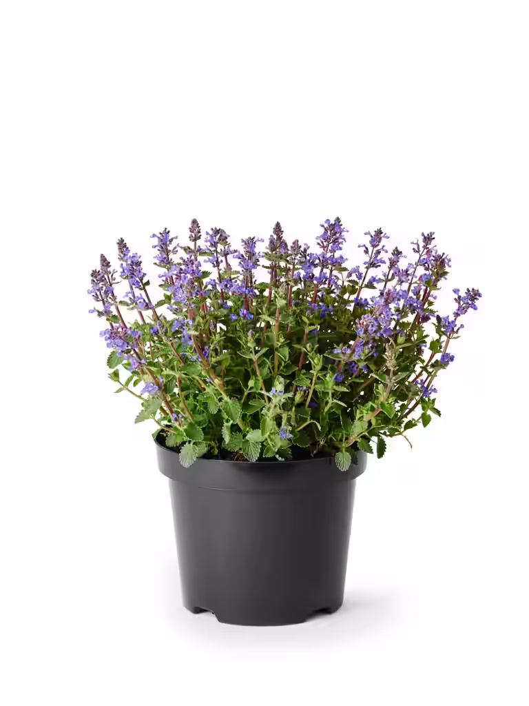 Kantnepeta 'Purrsian Blue'