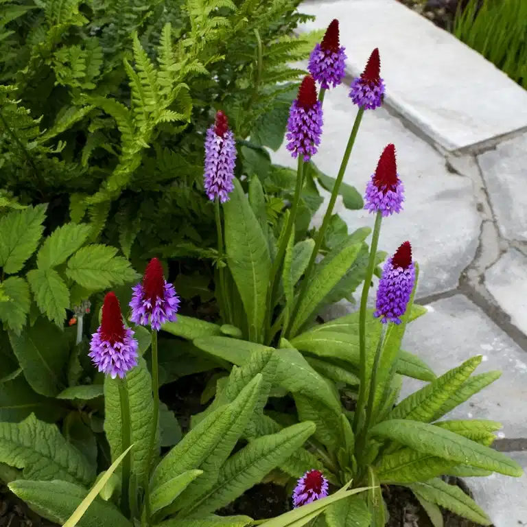 Primula vialii 17cm
