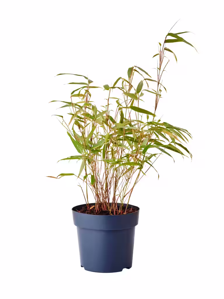 Fargesia rufa 14cm