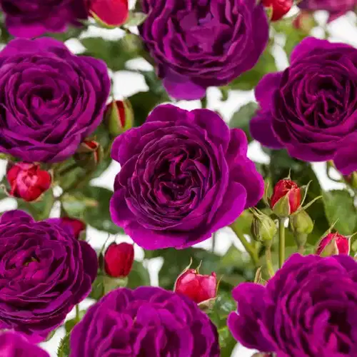 Klasblommig ros MINERVA