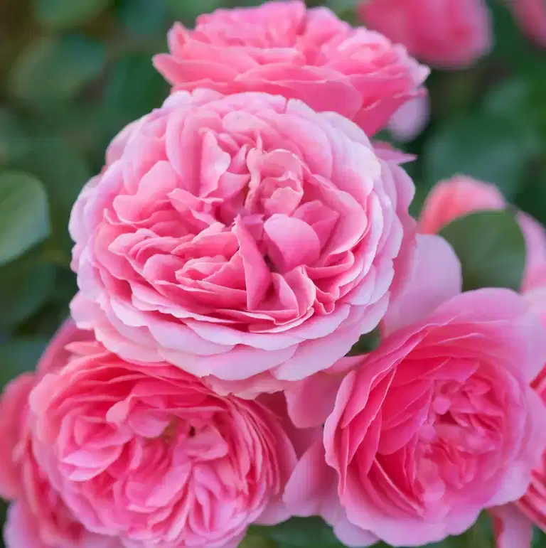 Klasblommig ros LEONARDO DA VINCI