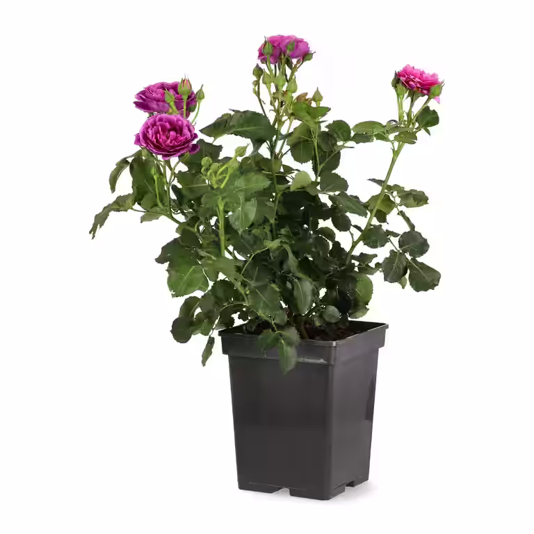 Klasblommig ros MINERVA