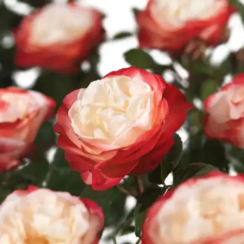 Storblommig ros NOSTALGIE