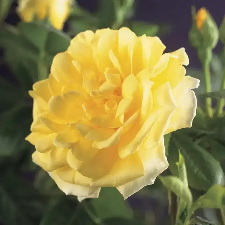 Klätterros 'Golden Climber'