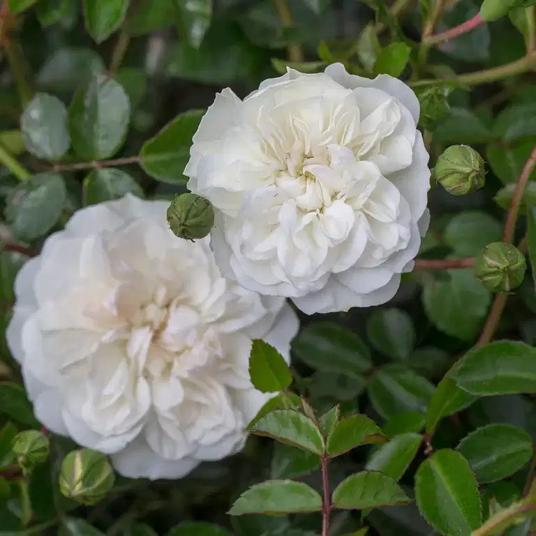 Marktäckande ros SWANY
