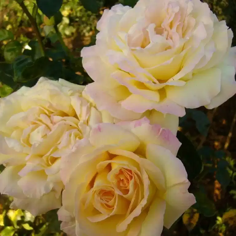 Storblommig ros PEACE®