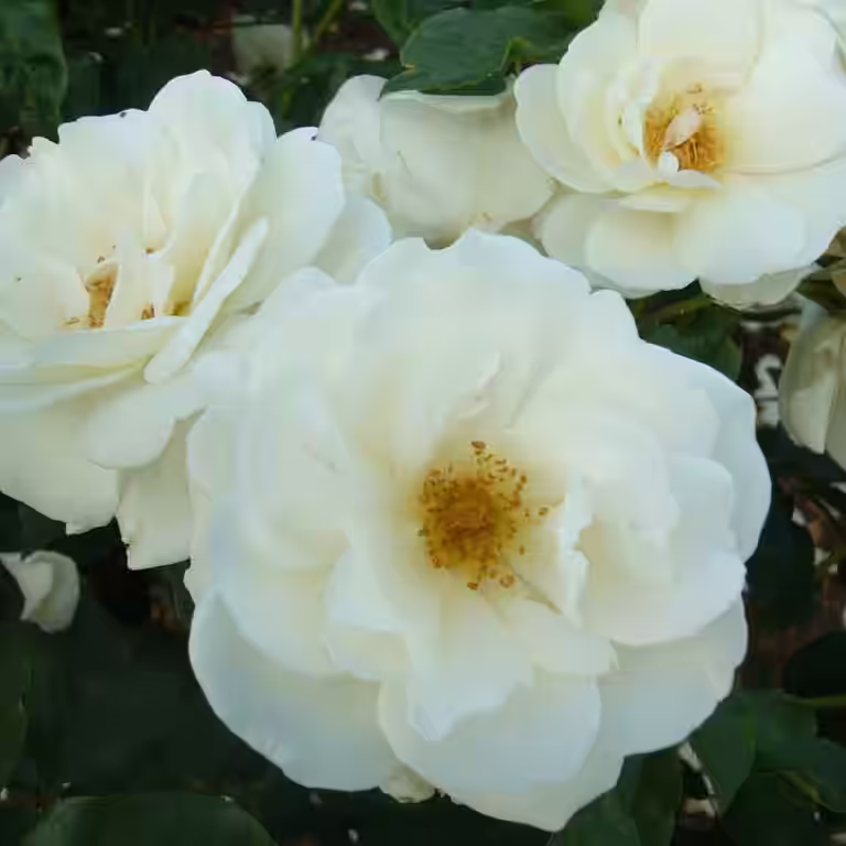 Klasblommig ros SCHNEEWITTCHEN