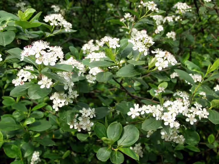 Aronia x prunifolia 'Viking' 17cm