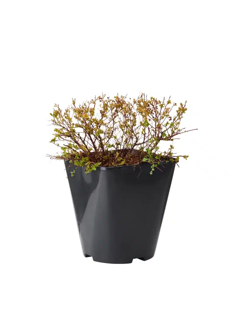 Höstspirea