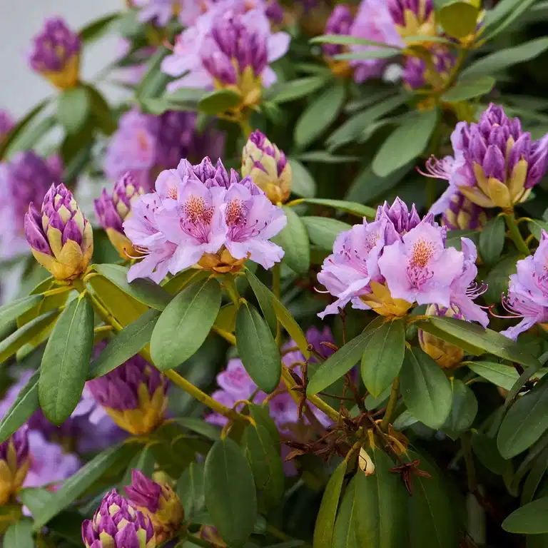 Parkrododendron 'Catawbiense Grandiflorum'