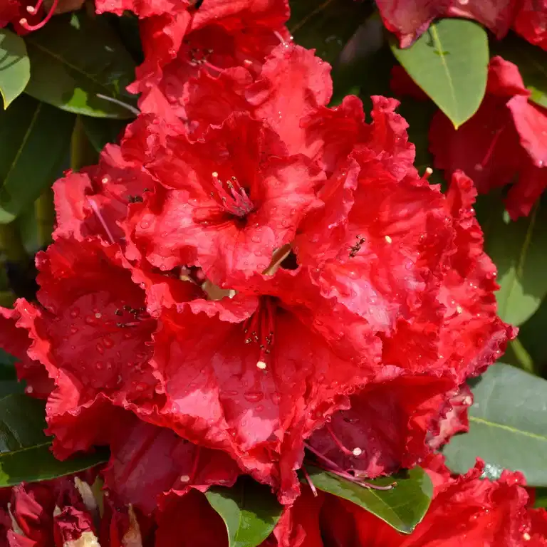 Arboreum-rododendron 'Red Jack'